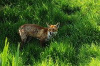 346 - RED FOX 1 - POAD REGINALD - united kingdom